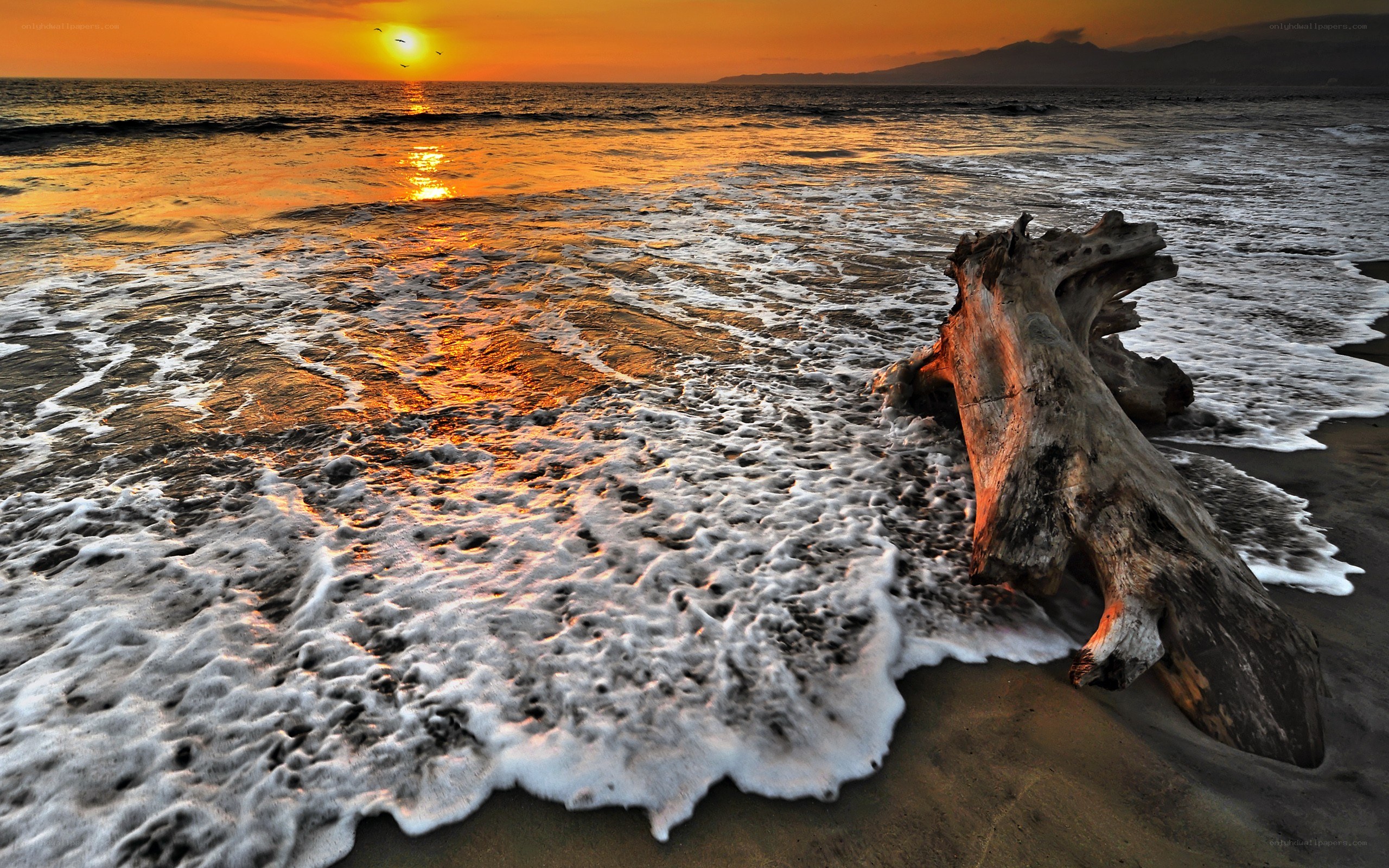 Sunset with driftwood on beach