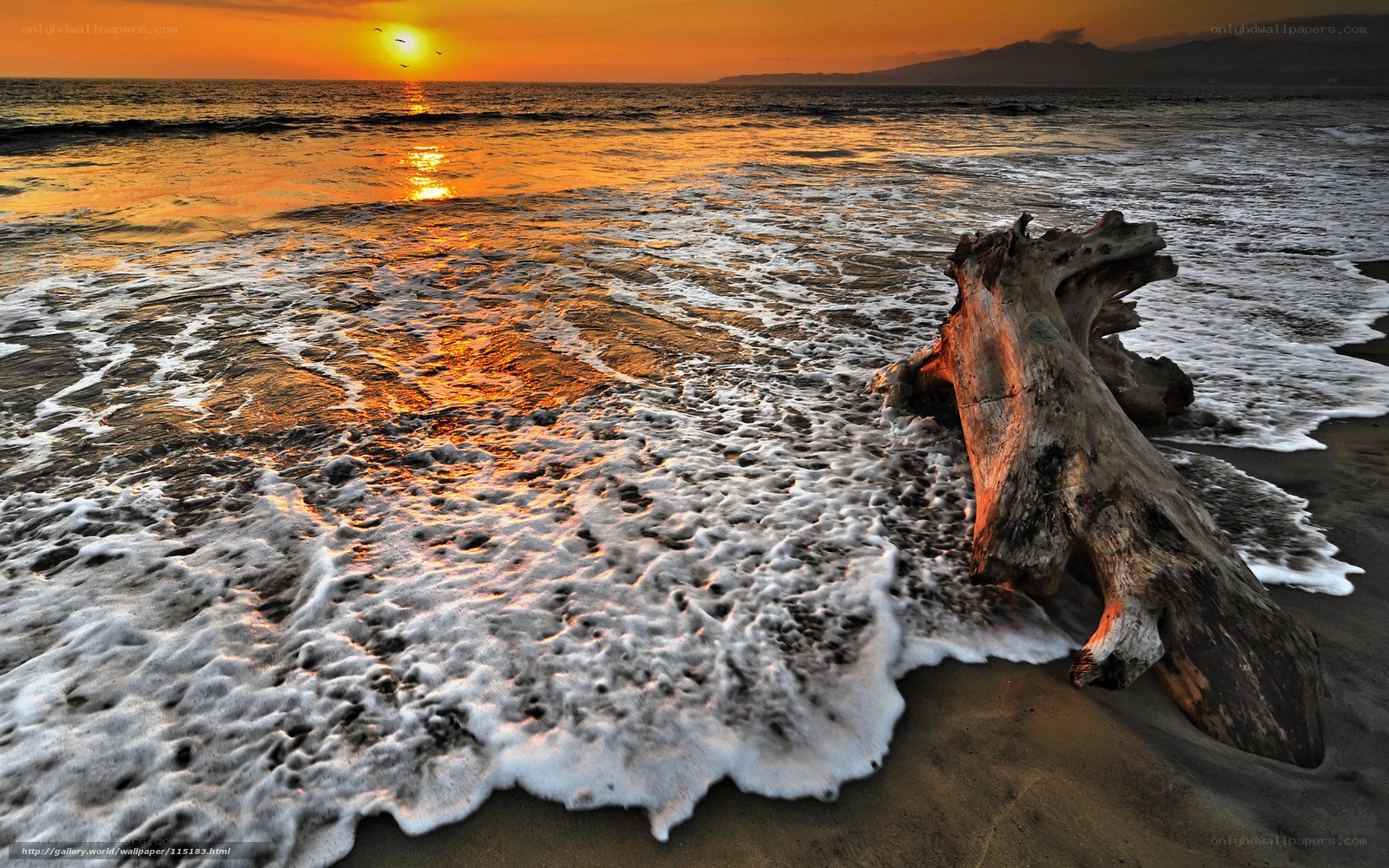 Sunset with driftwood on beach