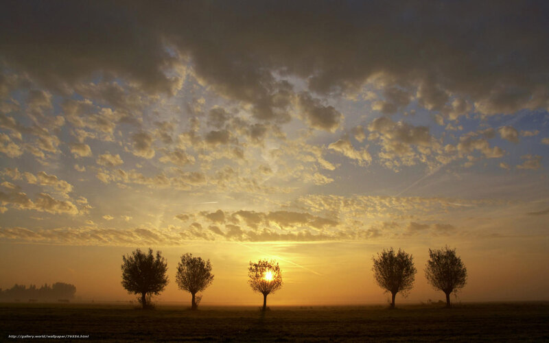 Sunset with five trees