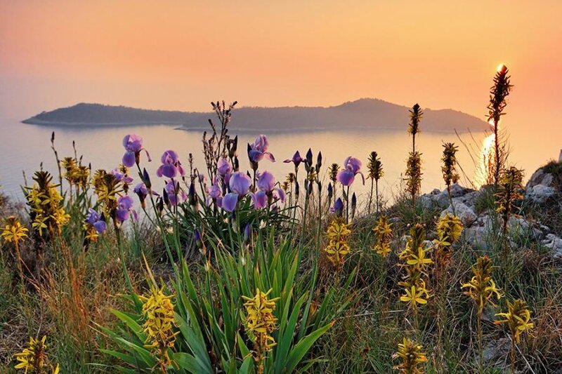 Sunset with flowers by the sea