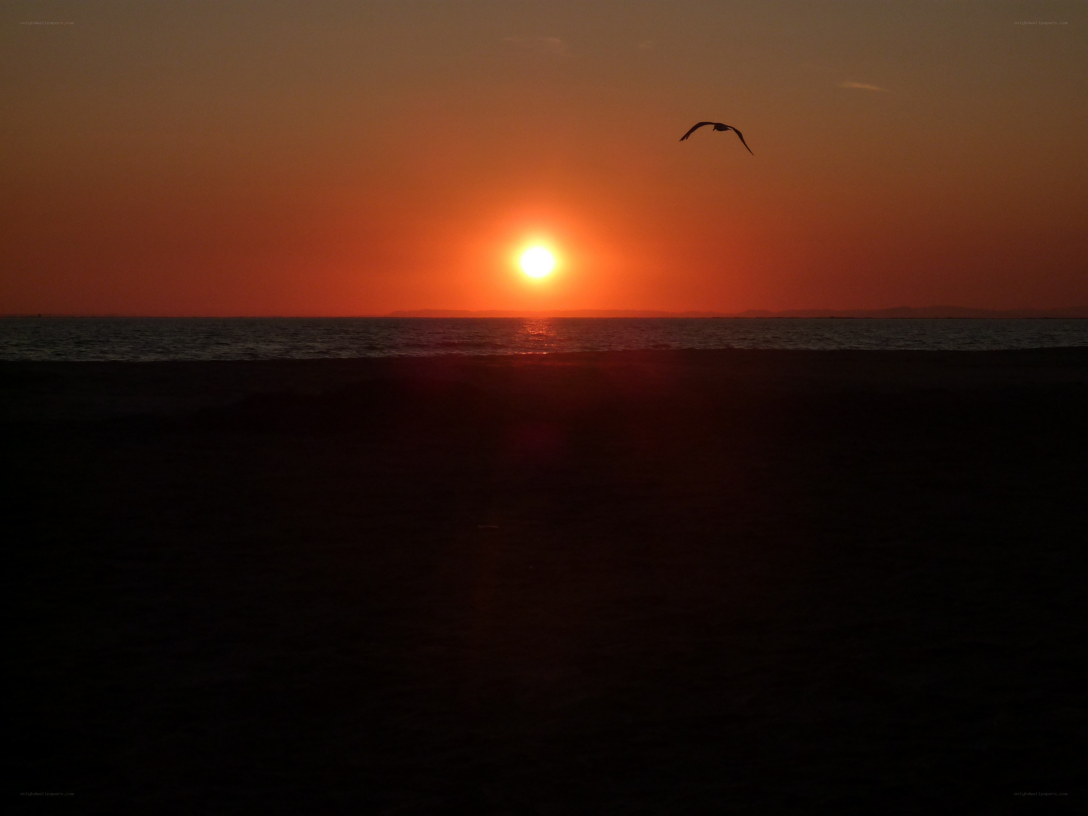 Sunset with flying bird