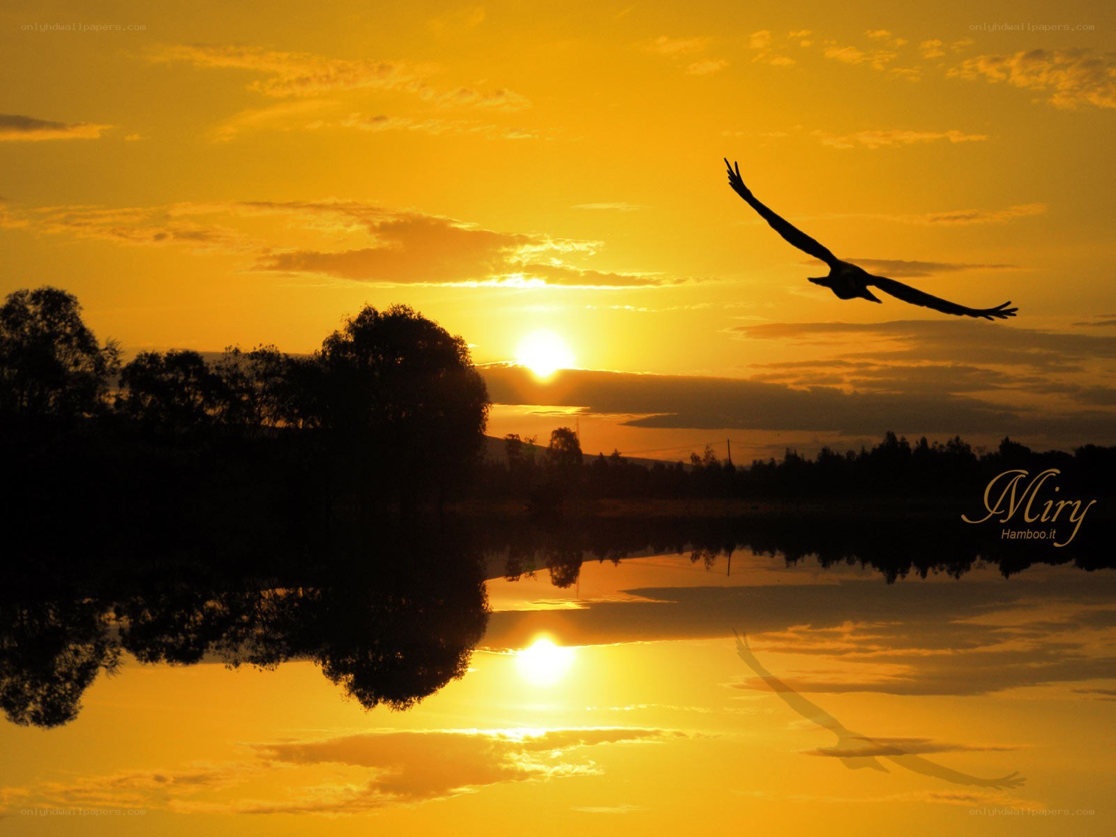 Sunset with flying bird