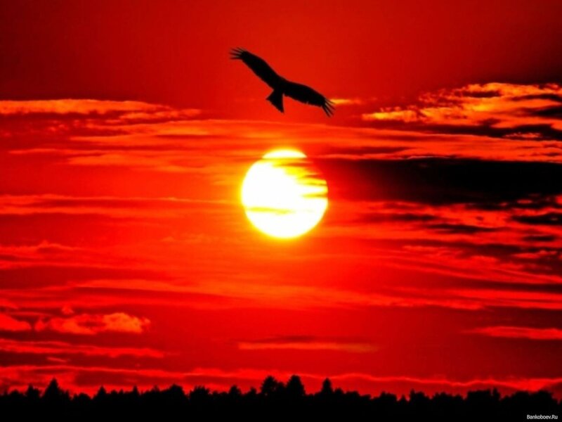 Sunset with flying bird