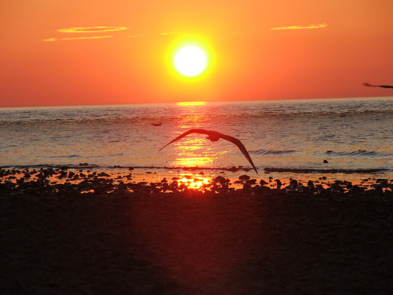 Sunset with flying bird