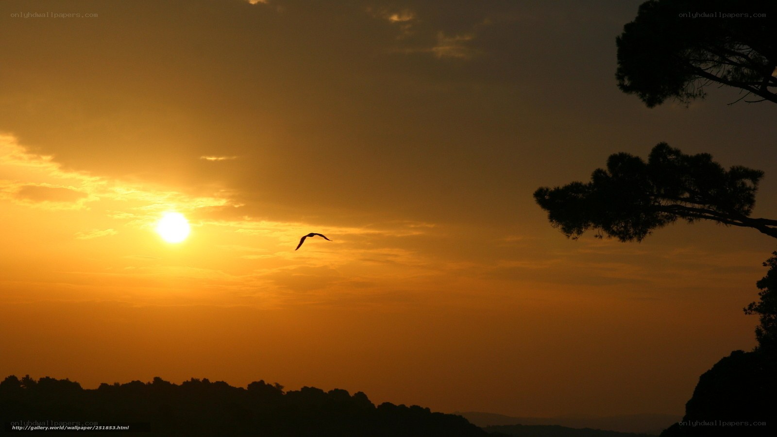 Sunset with flying bird
