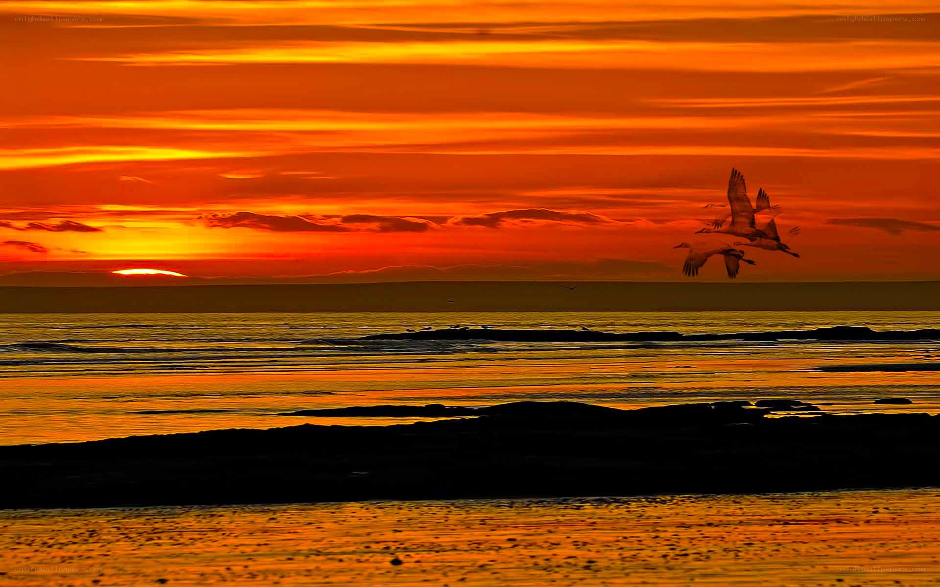Sunset with flying birds