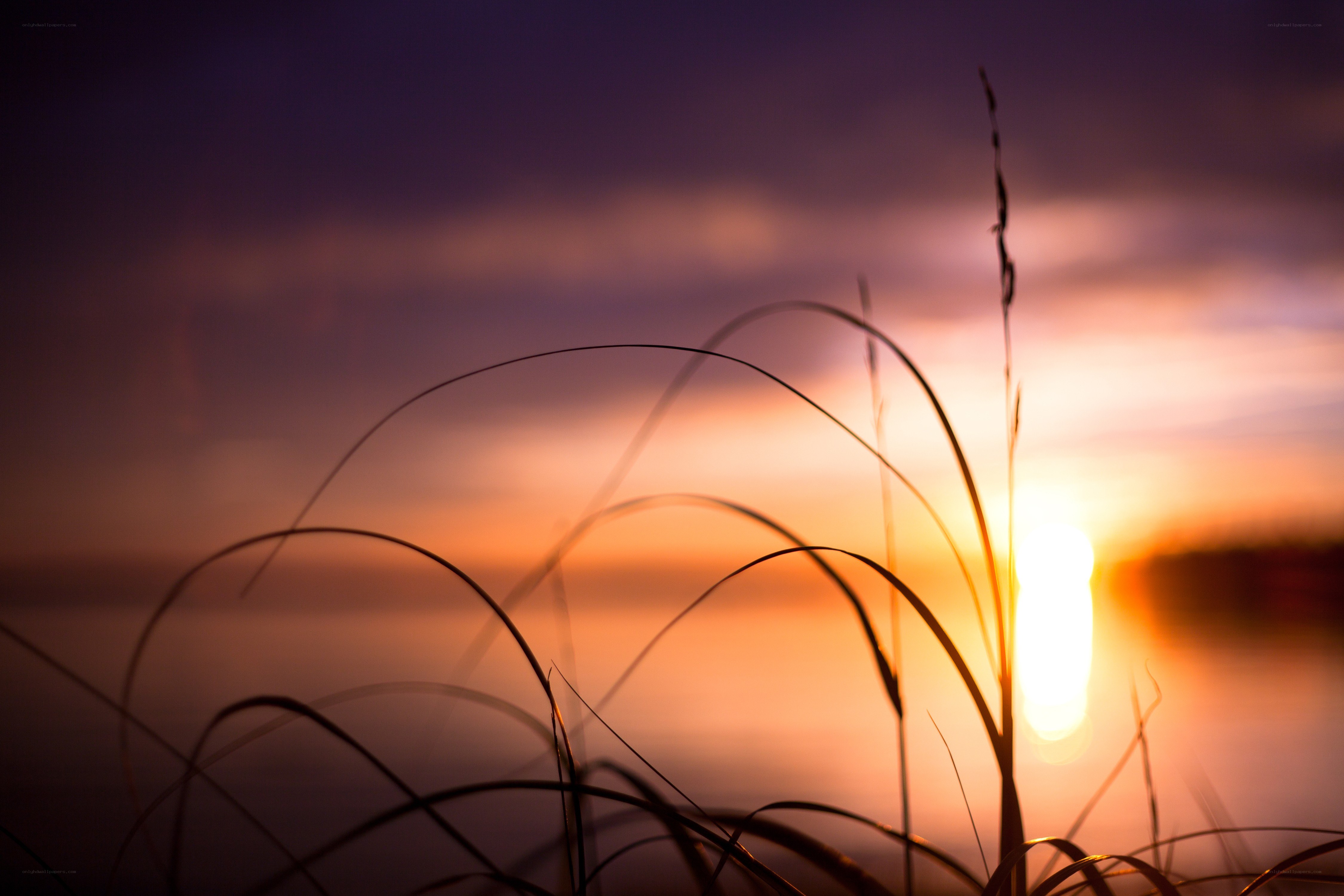 Sunset with grass silhouette