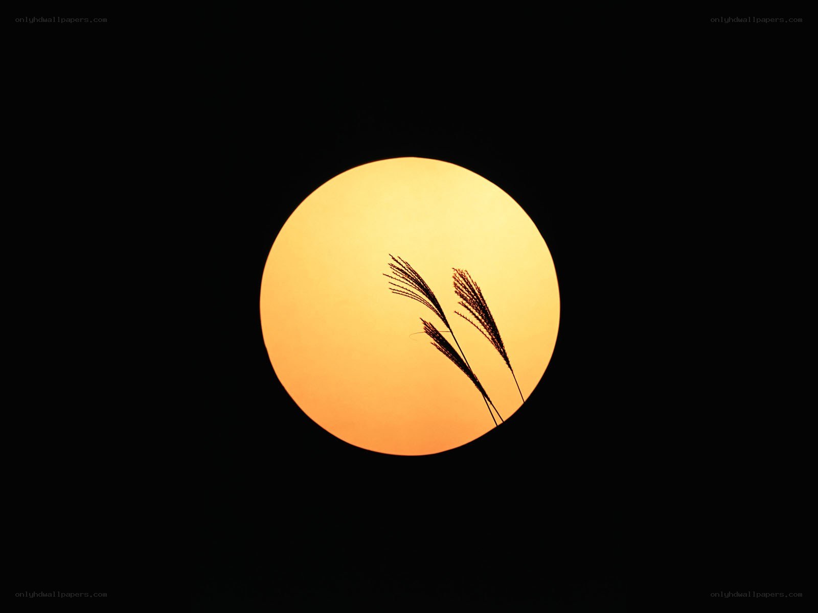 Sunset with grass silhouette