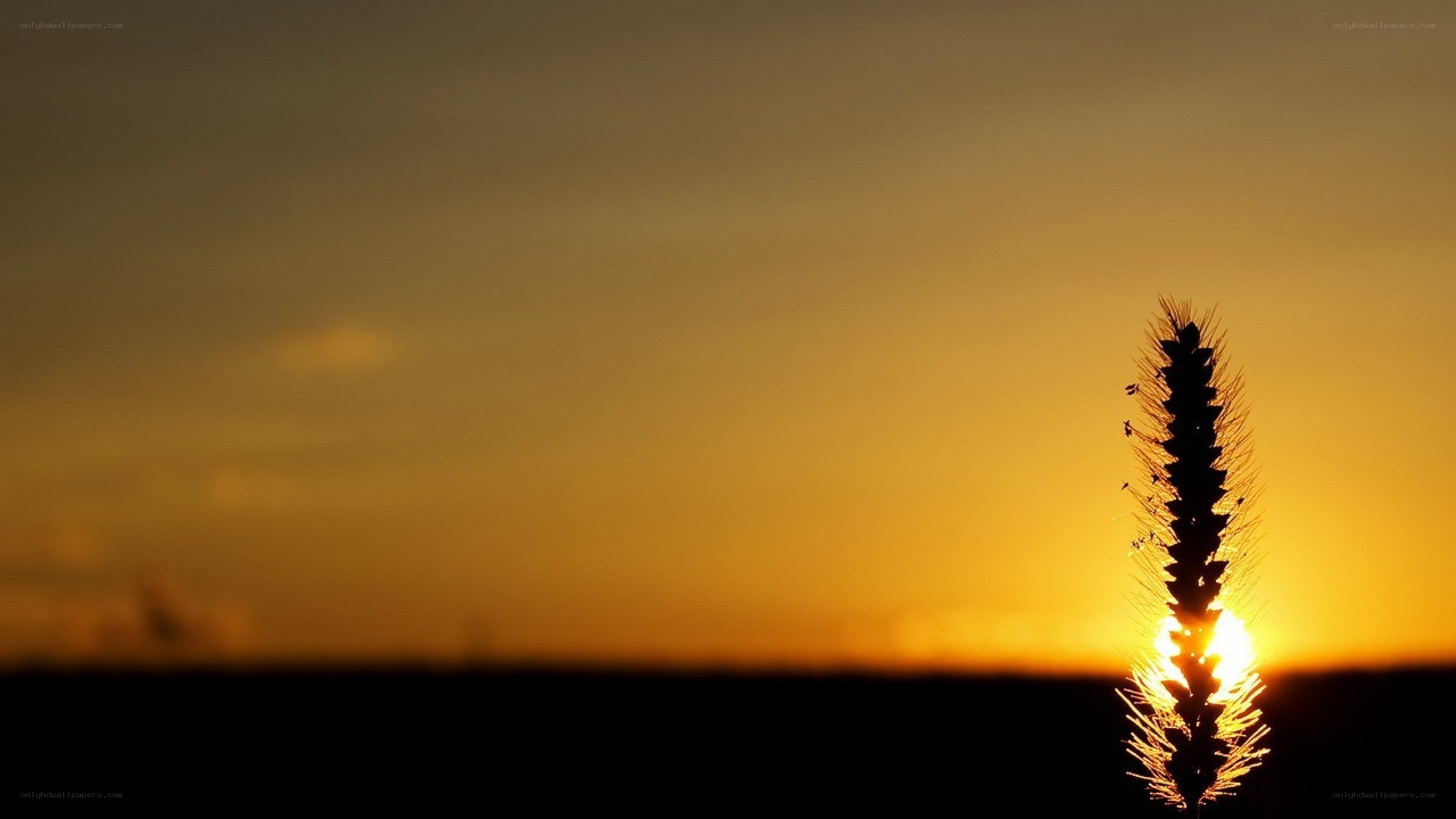 Sunset with grass silhouette