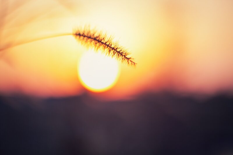 Sunset with grass silhouette