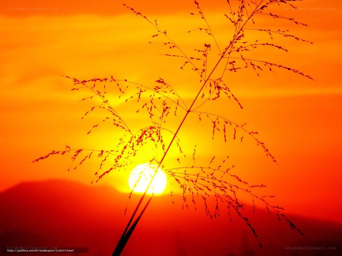 Sunset with grass silhouette