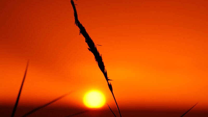 Sunset with grass silhouette