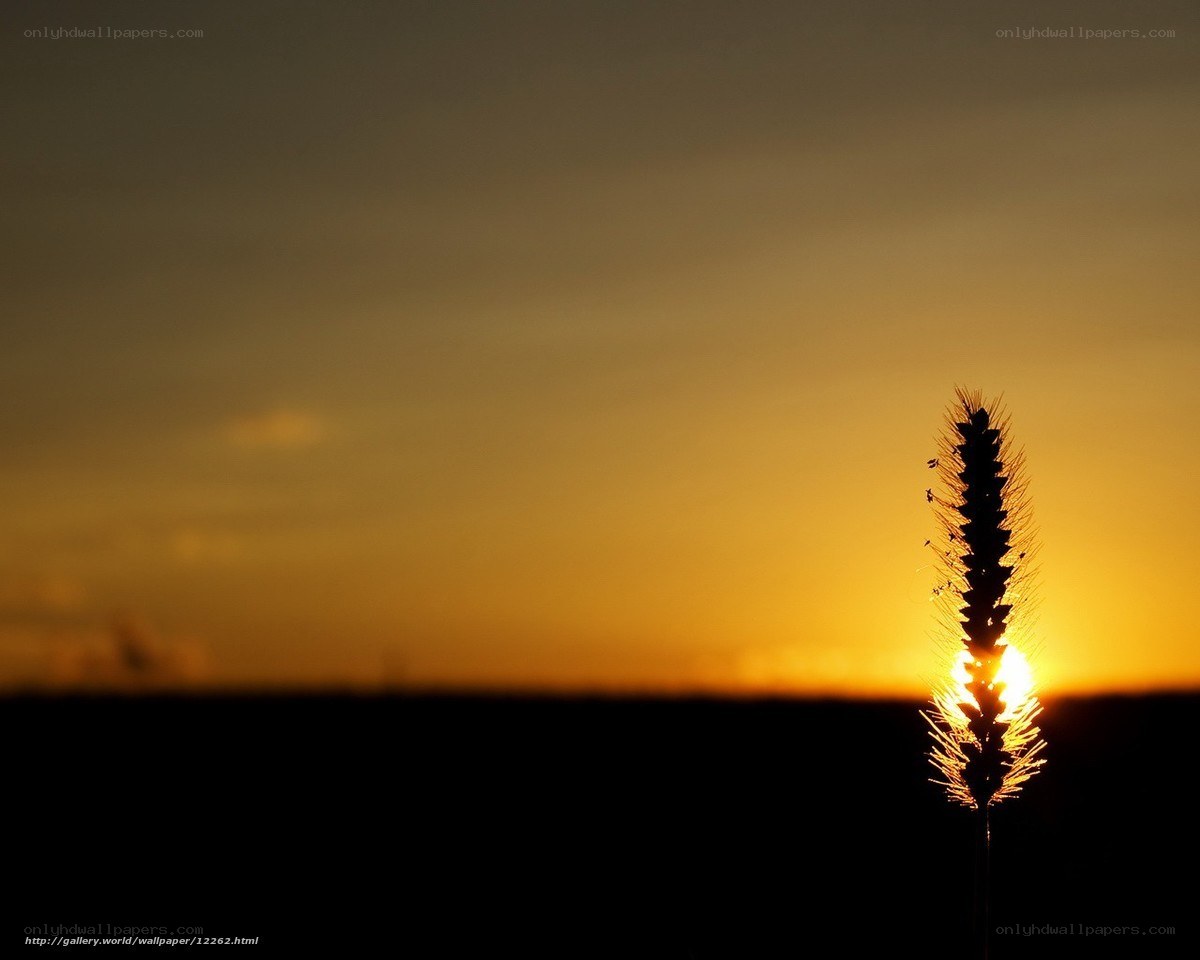 Sunset with grass silhouette