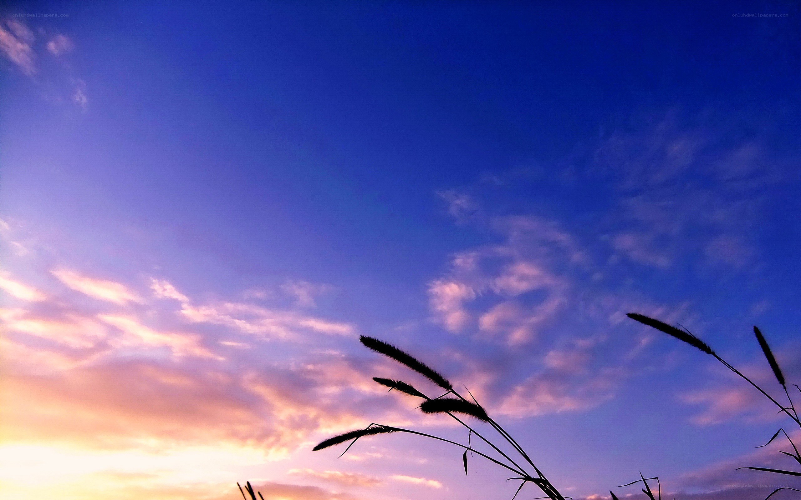 Sunset with grass silhouettes