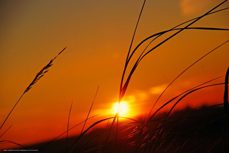 Sunset with grass silhouettes