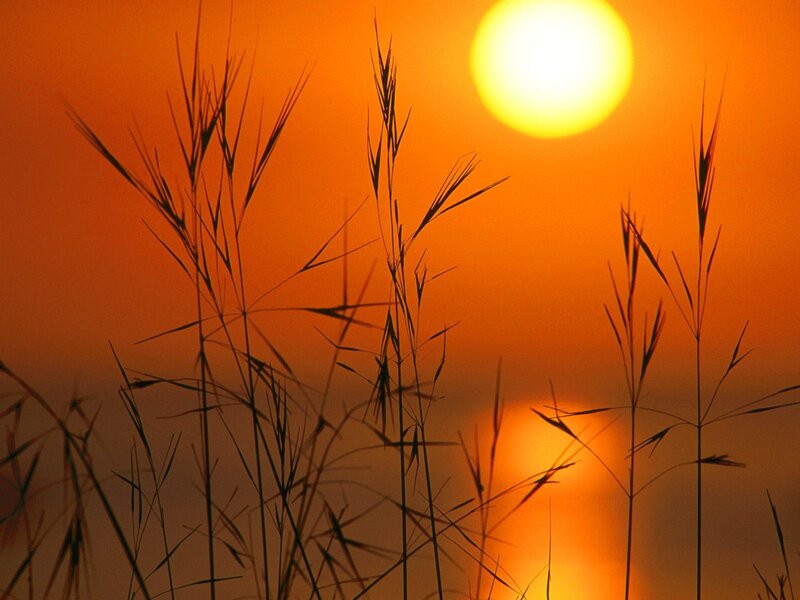Sunset with grass silhouettes
