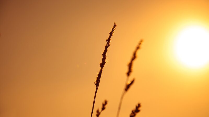 Sunset with grass silhouettes