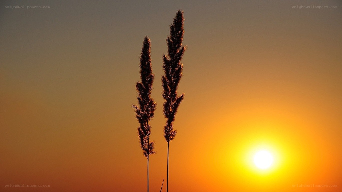 Sunset with grass silhouettes