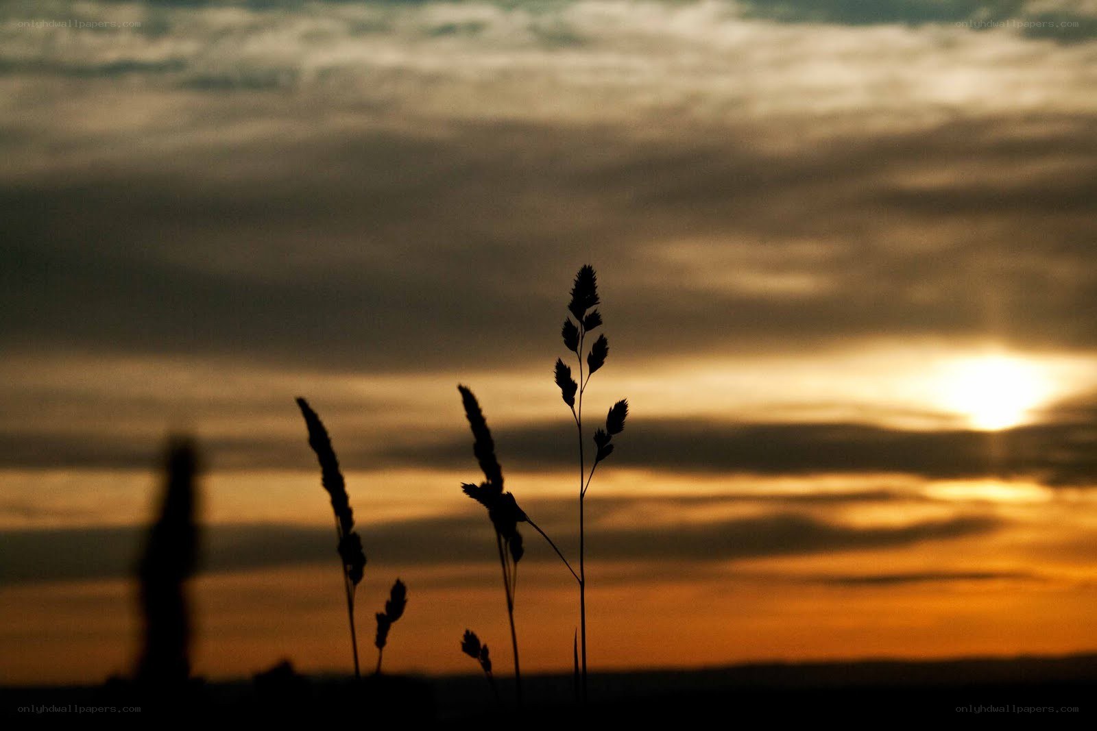 Sunset with grass silhouettes