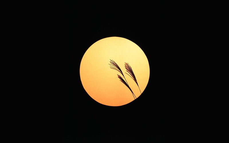 Sunset with grass silhouettes
