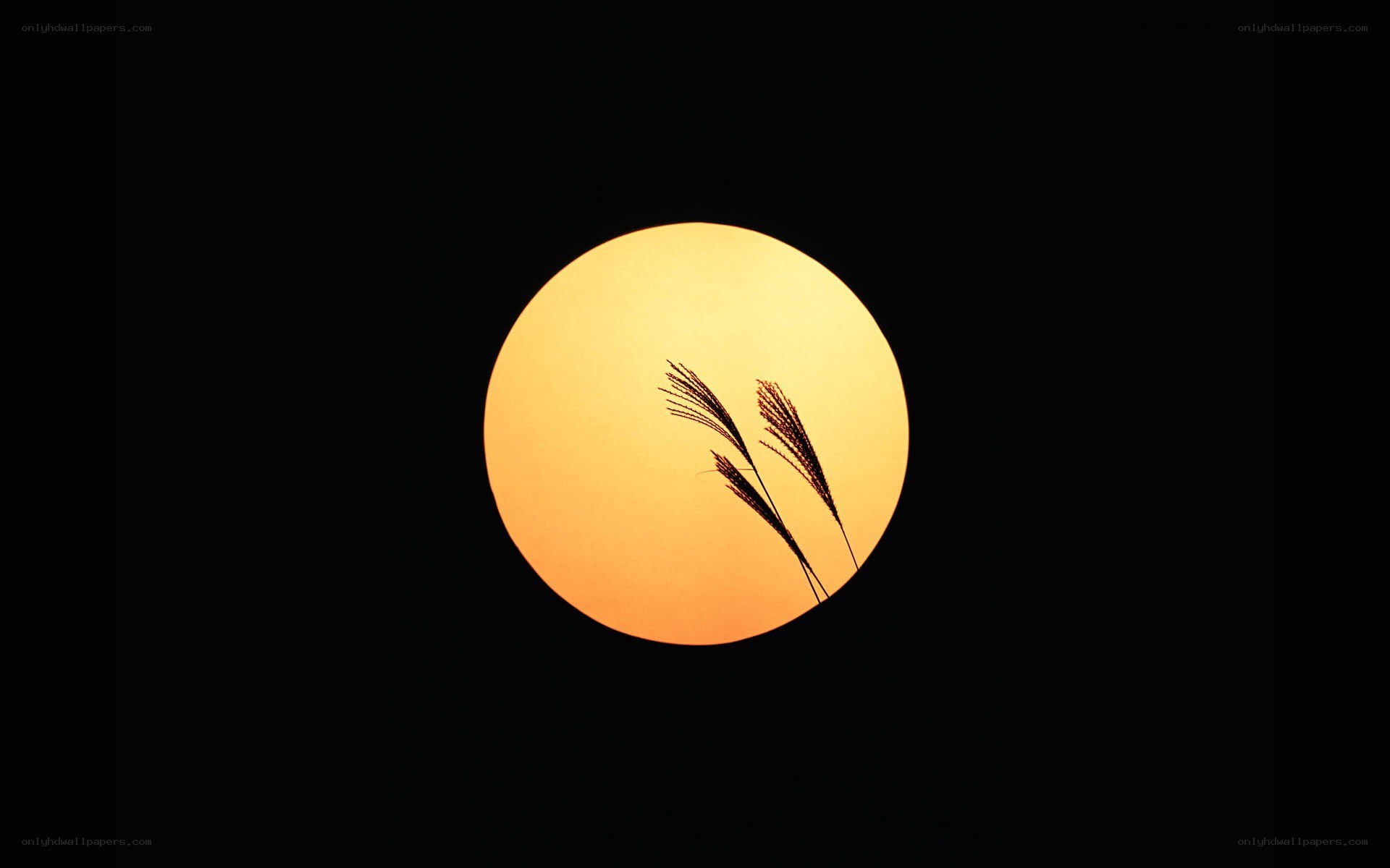 Sunset with grass silhouettes