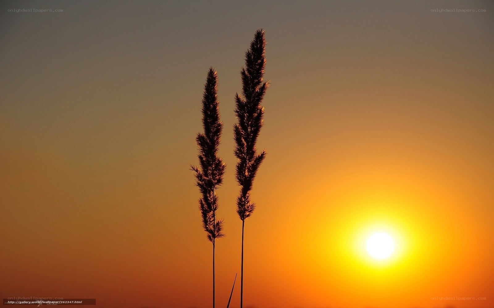 Sunset with grass silhouettes