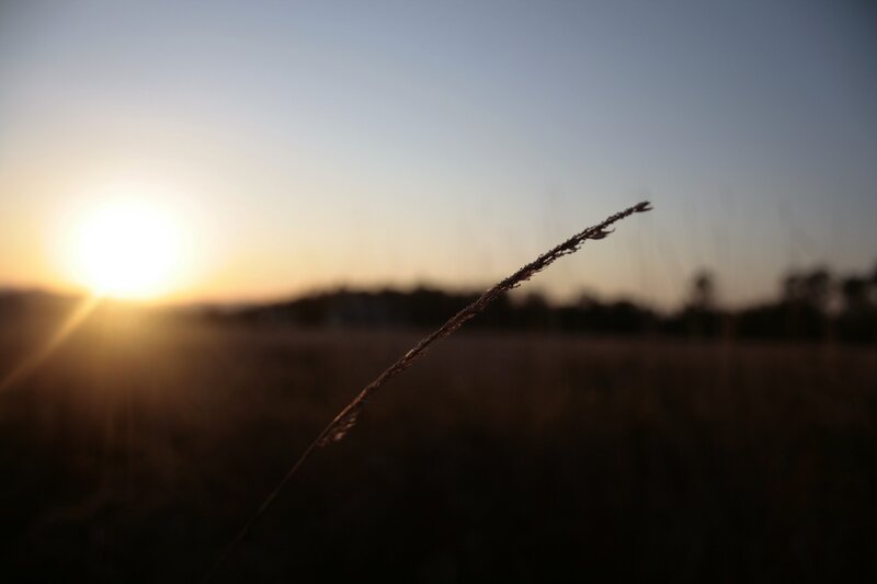 Sunset with grass stalk