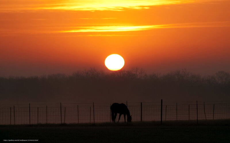 Sunset with grazing horse