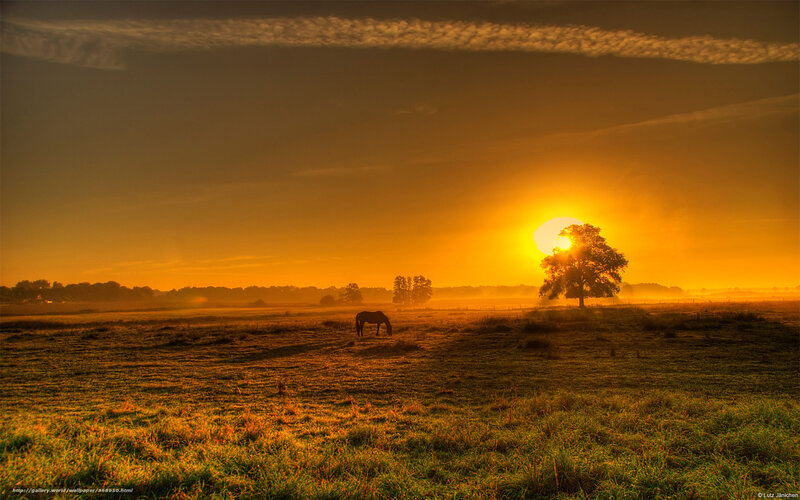 Sunset with grazing horse