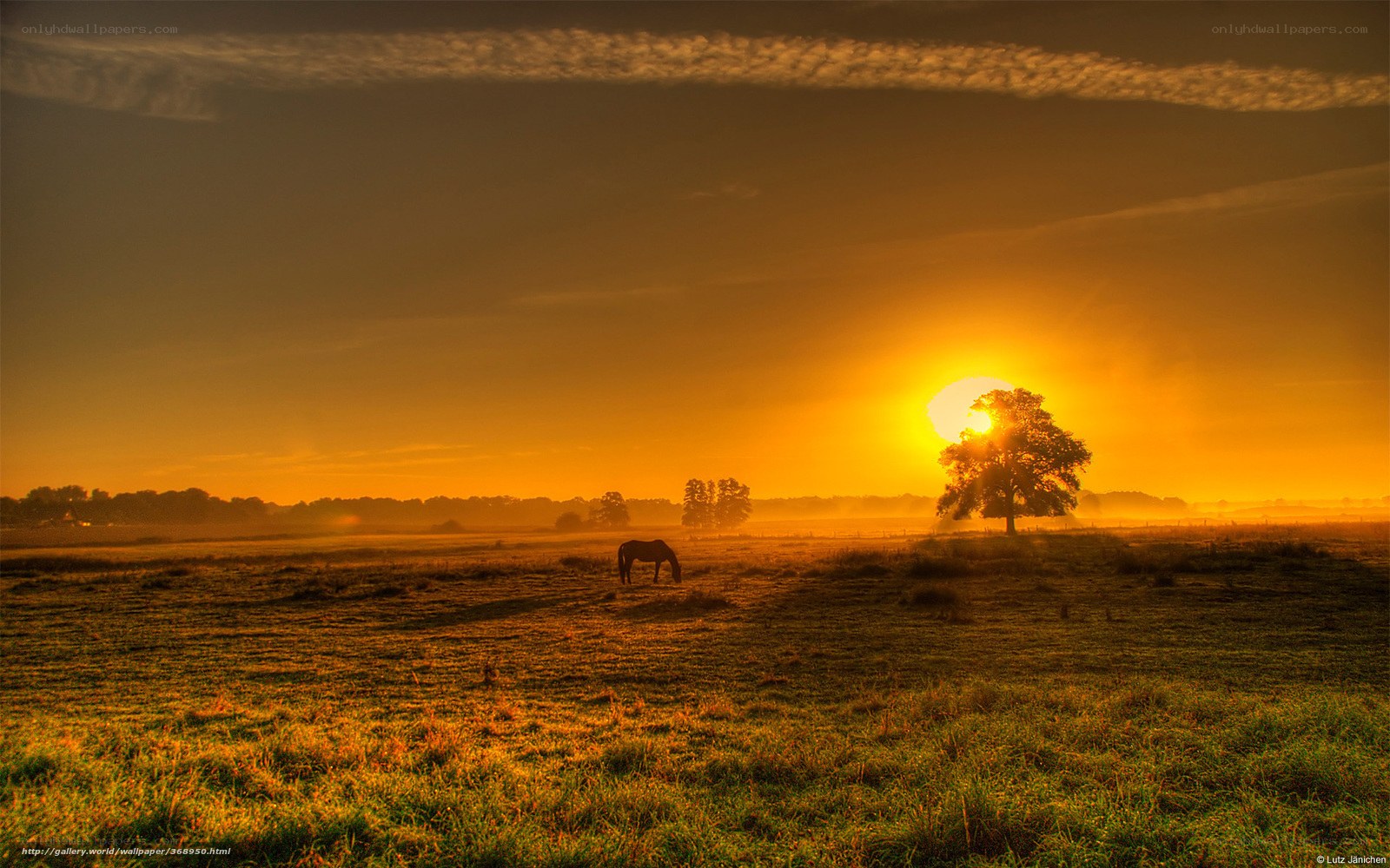 Sunset with grazing horse