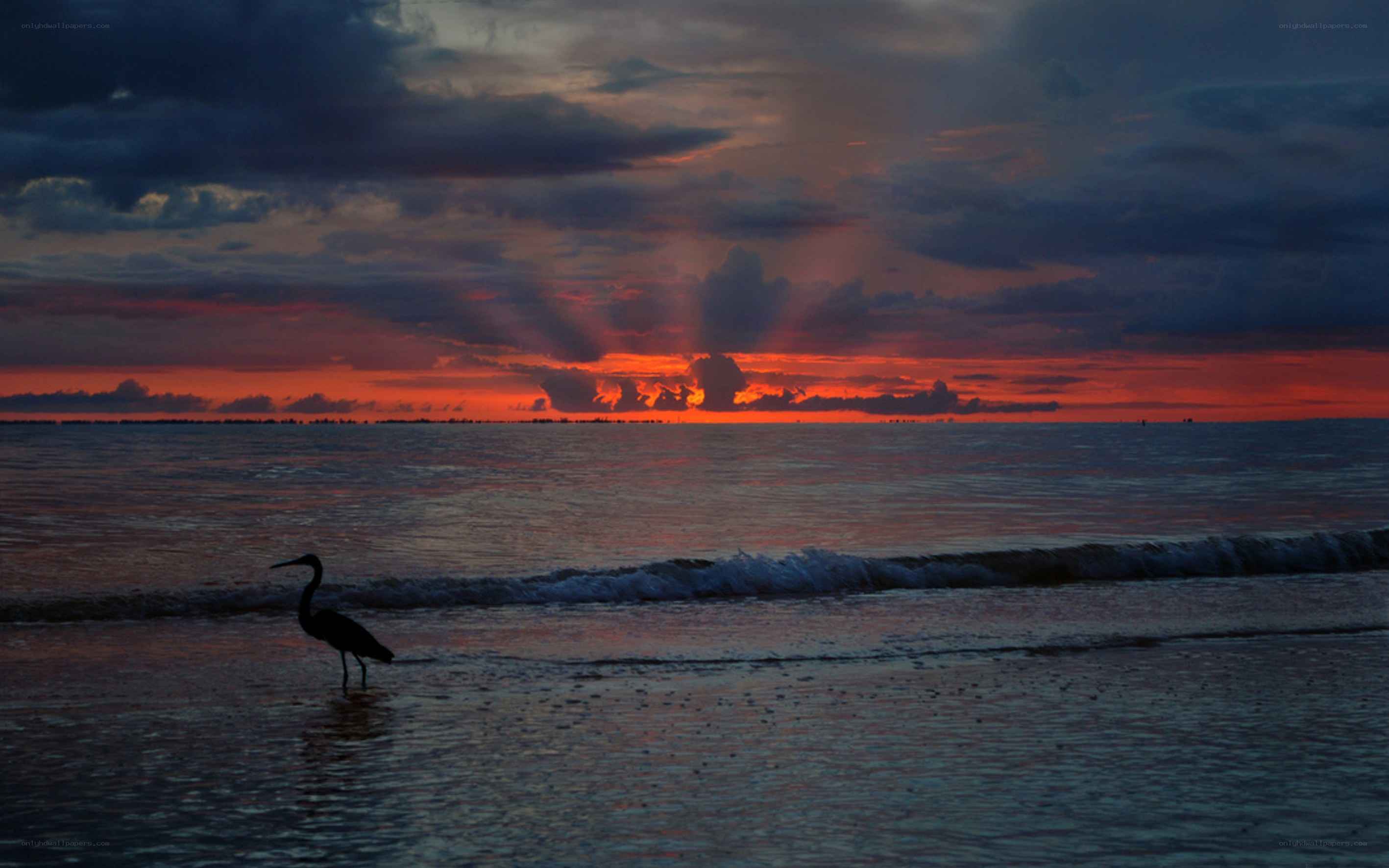 Sunset with heron silhouette