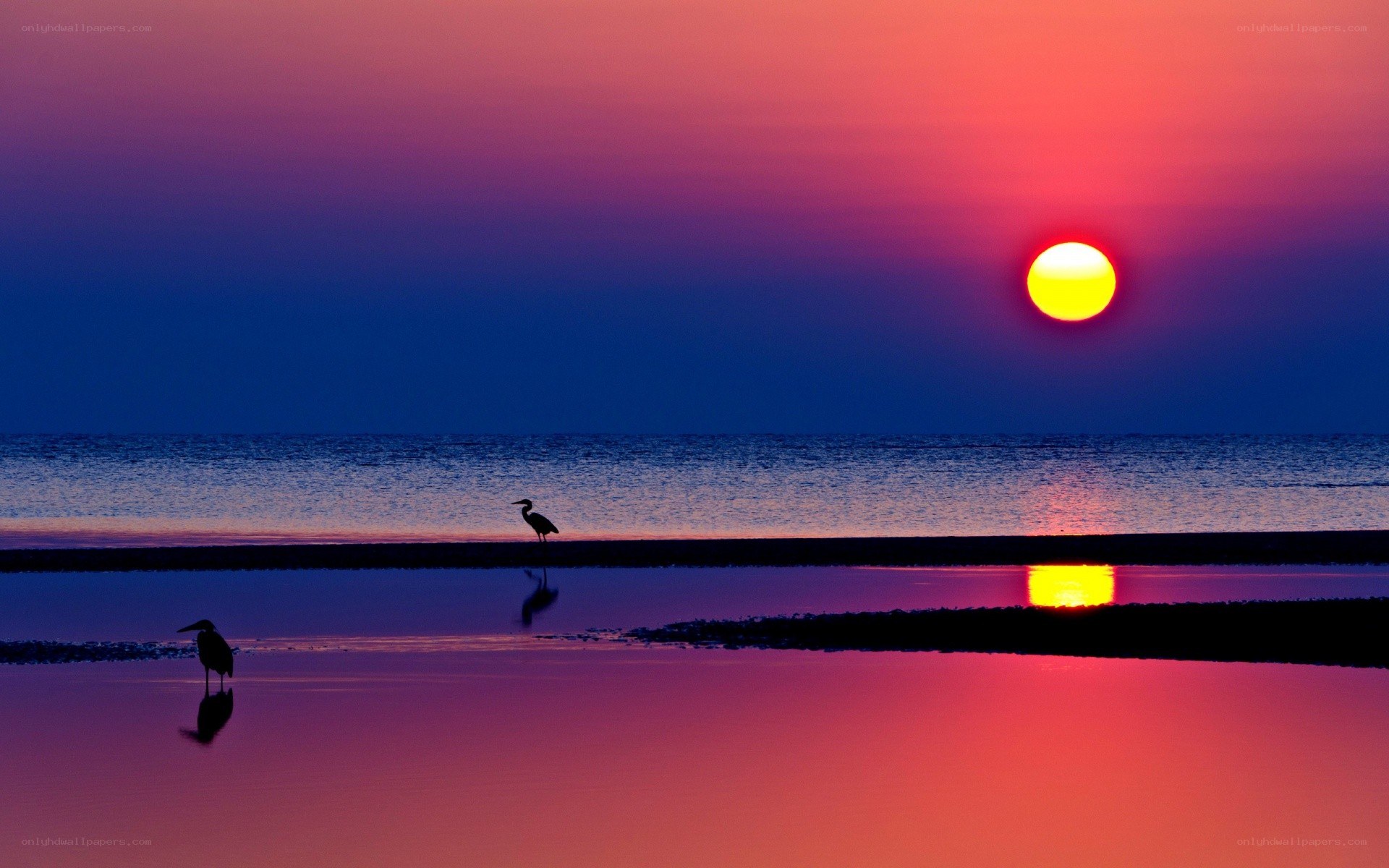 Sunset with herons at the shore