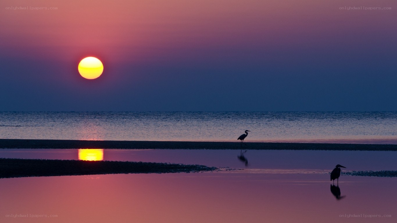 Sunset with herons at the shore