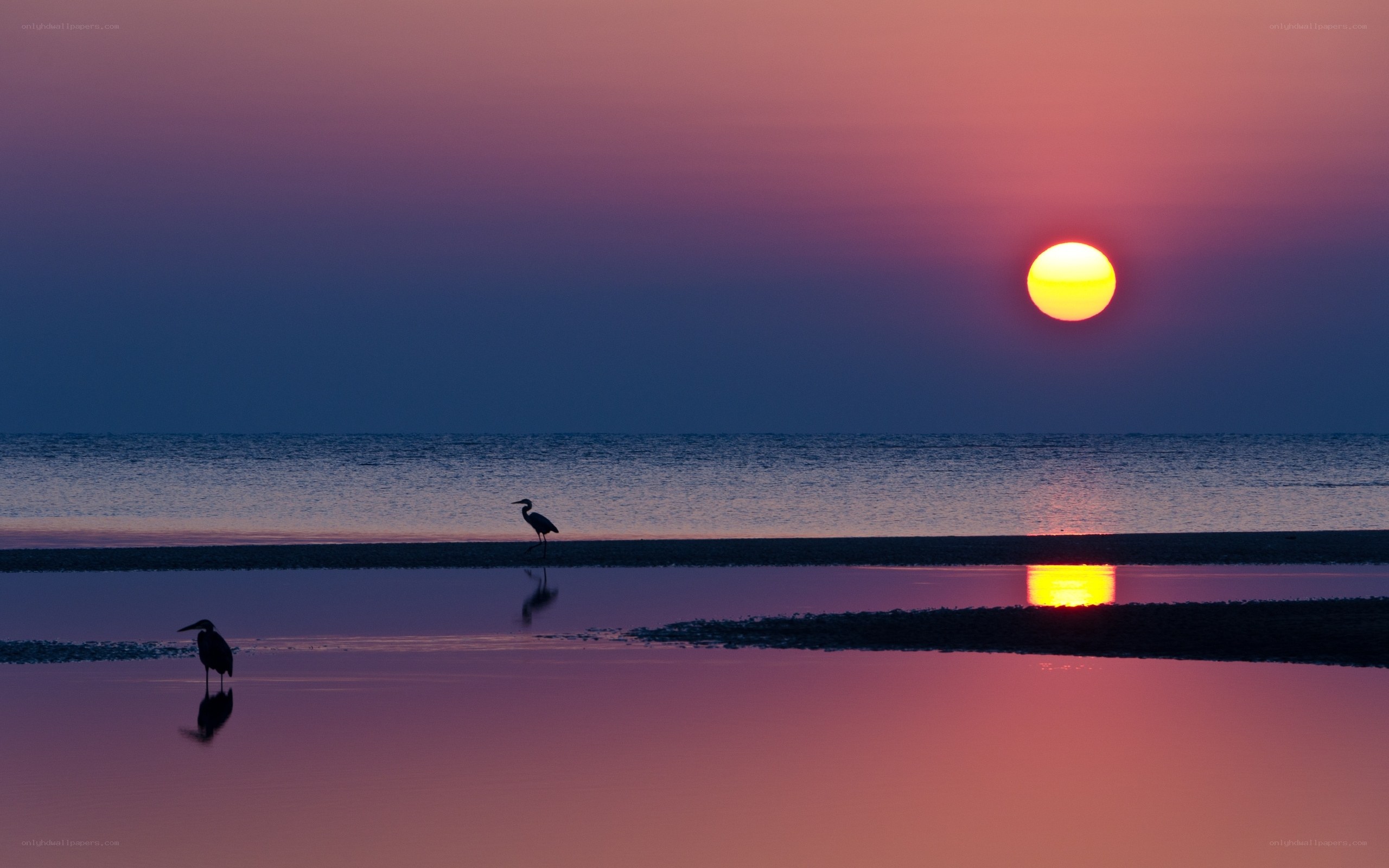 Sunset with herons at the shore