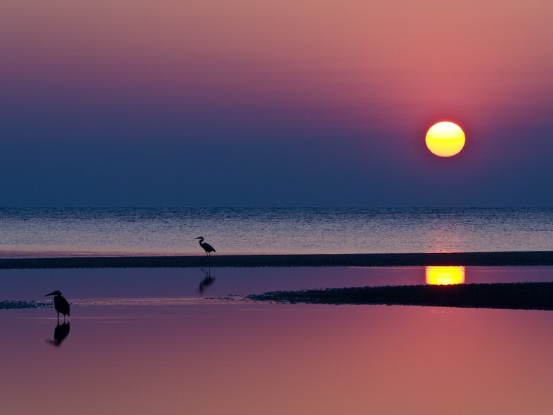 Sunset with herons on the shore