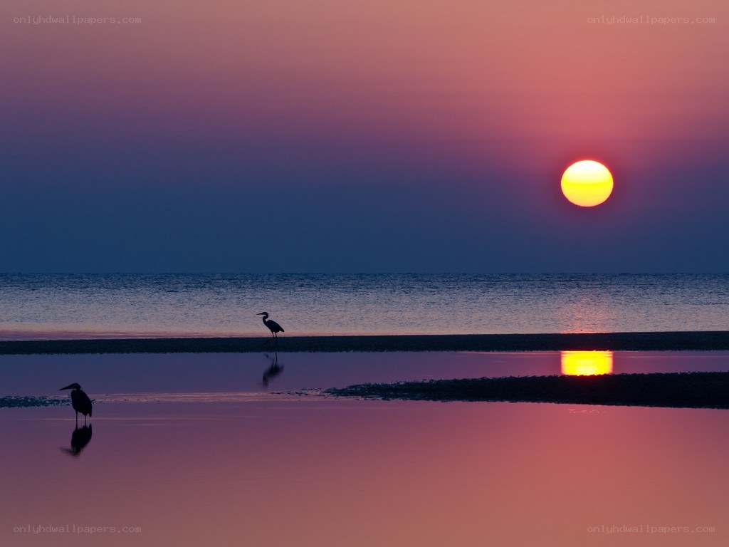 Sunset with herons on the shore