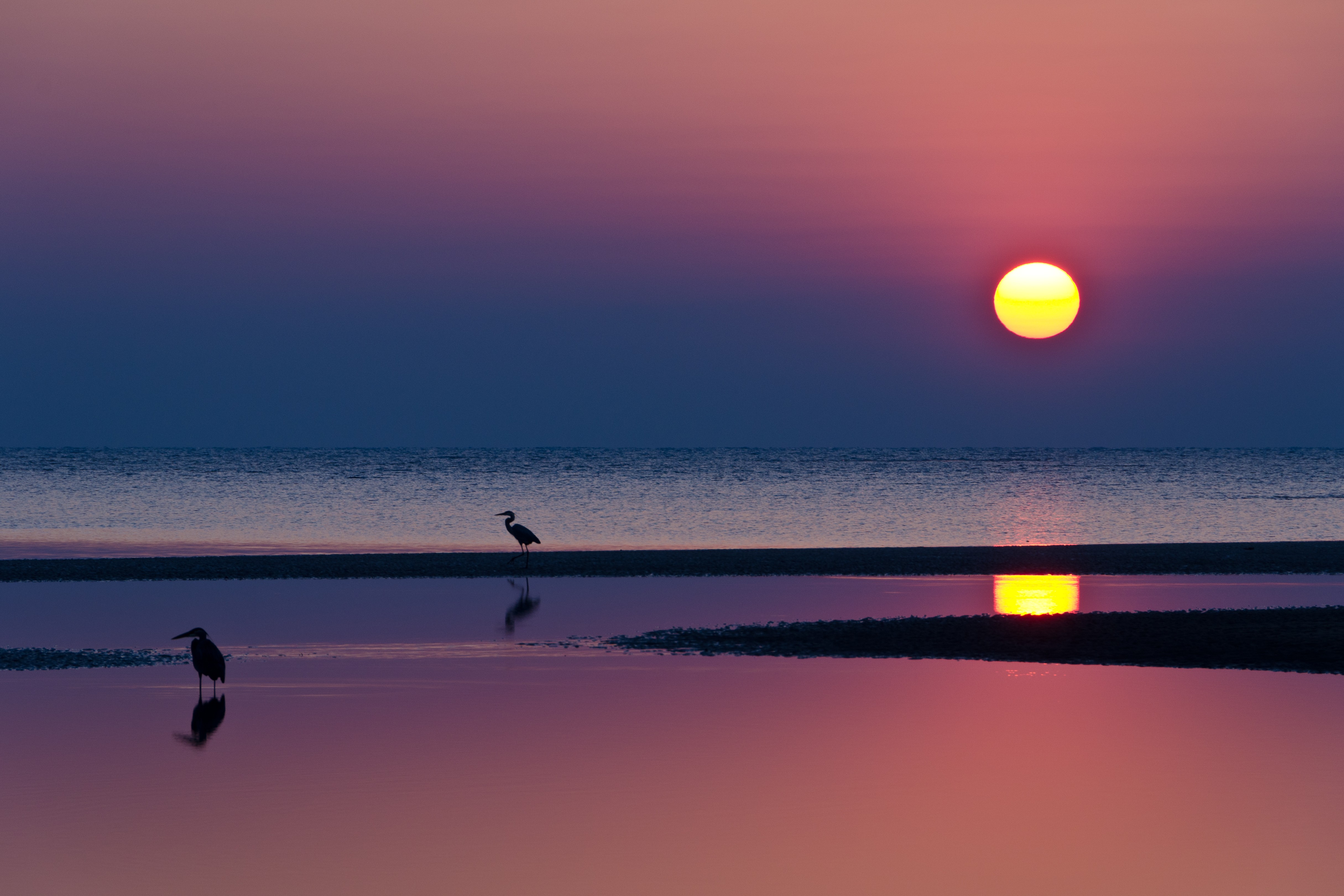 Sunset with herons on the shore