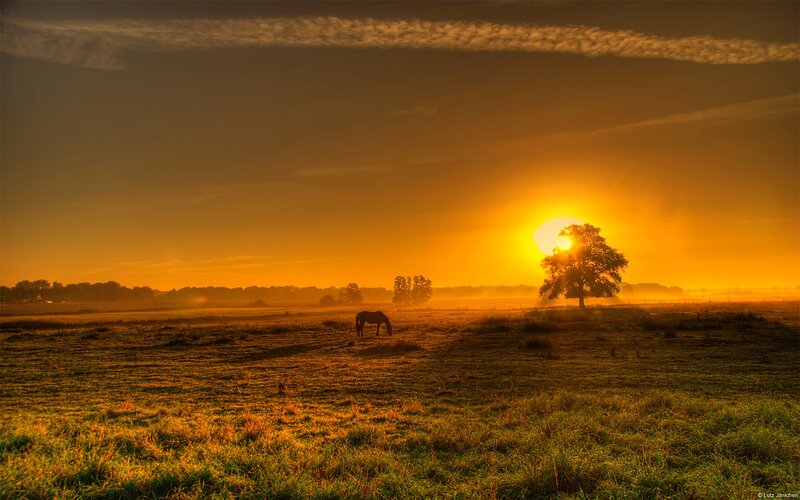Sunset with horse in field