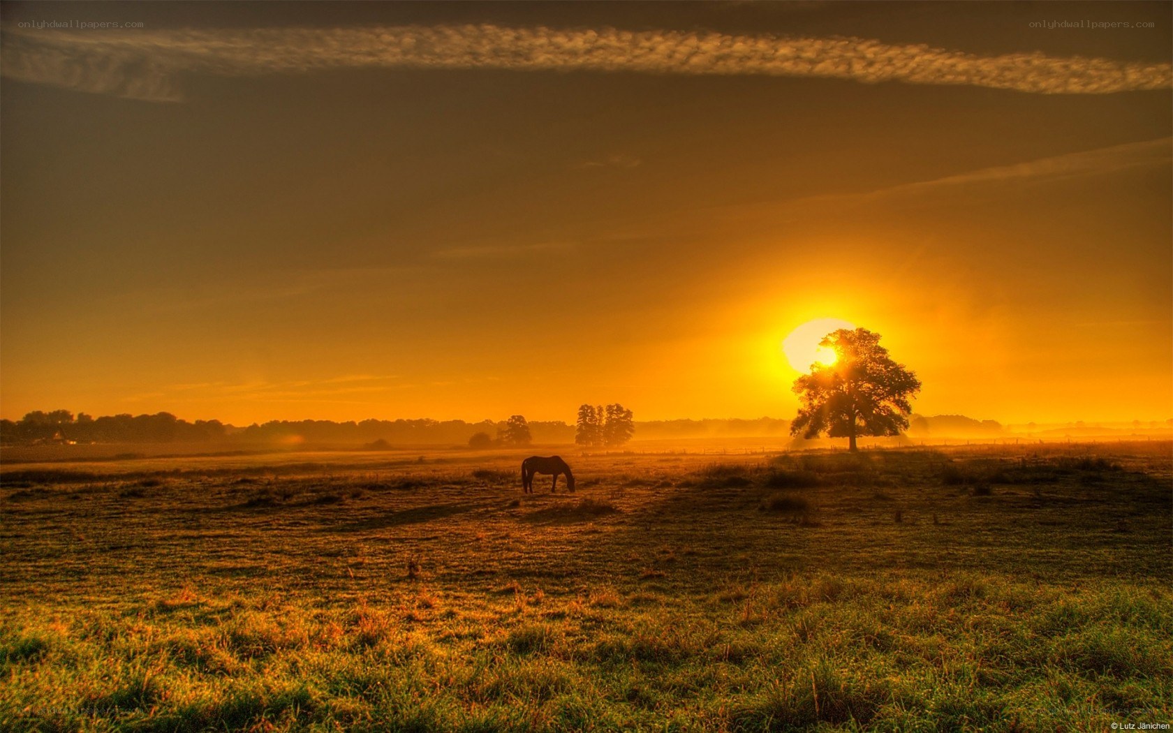 Sunset with horse in field
