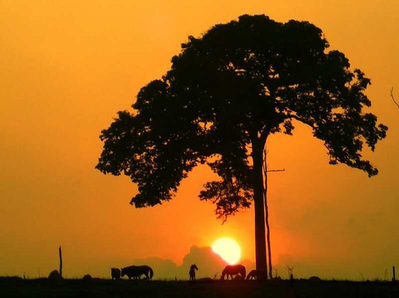 Sunset with horses and tree