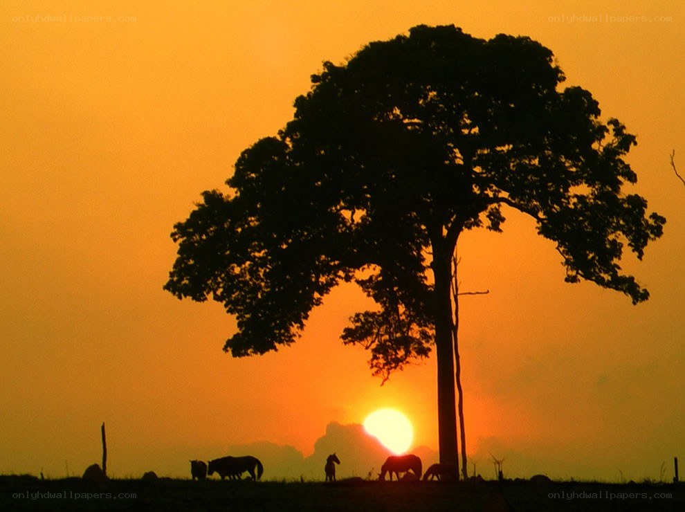 Sunset with horses and tree