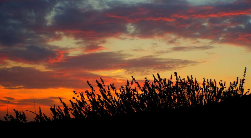 Sunset with lavender silhouette