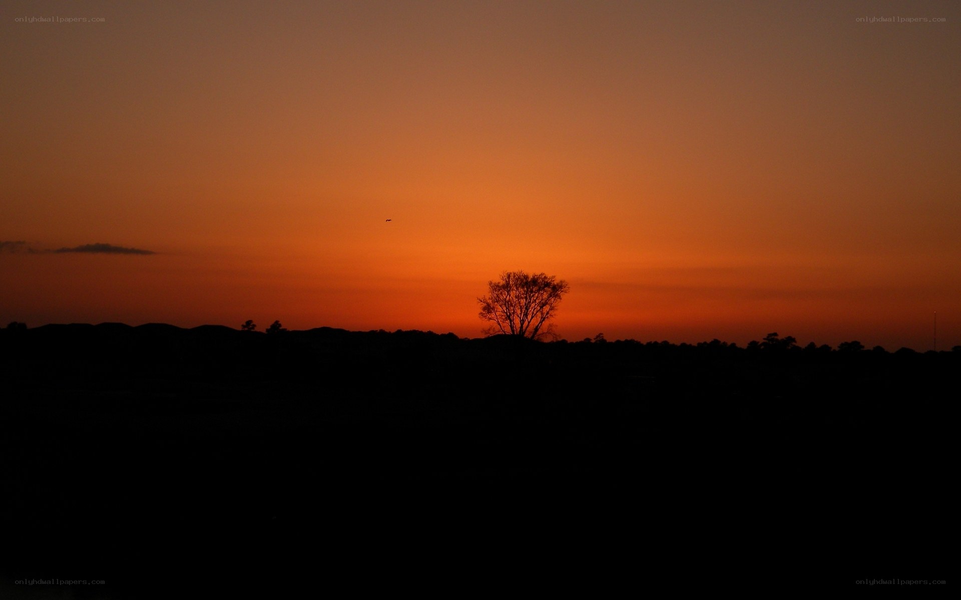 sunset with lone tree