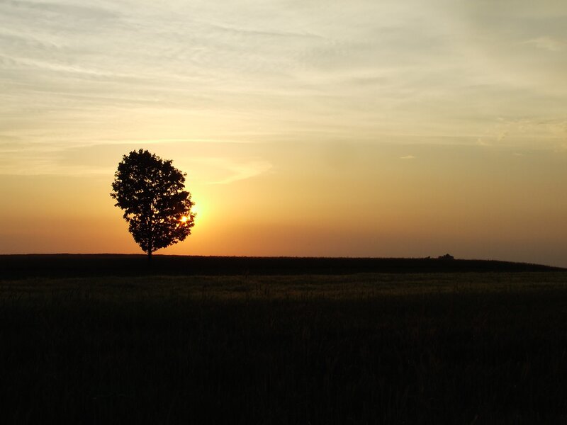 sunset with lone tree