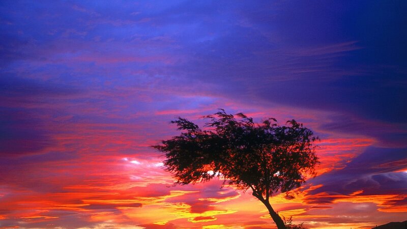 sunset with lone tree