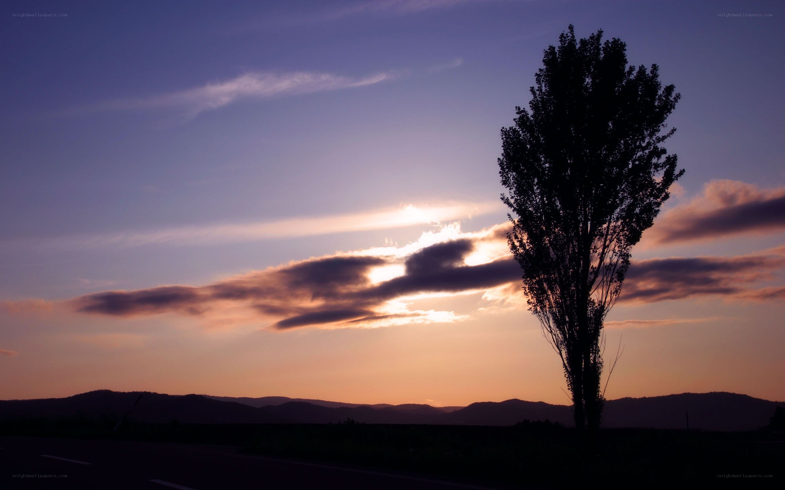 sunset with lone tree