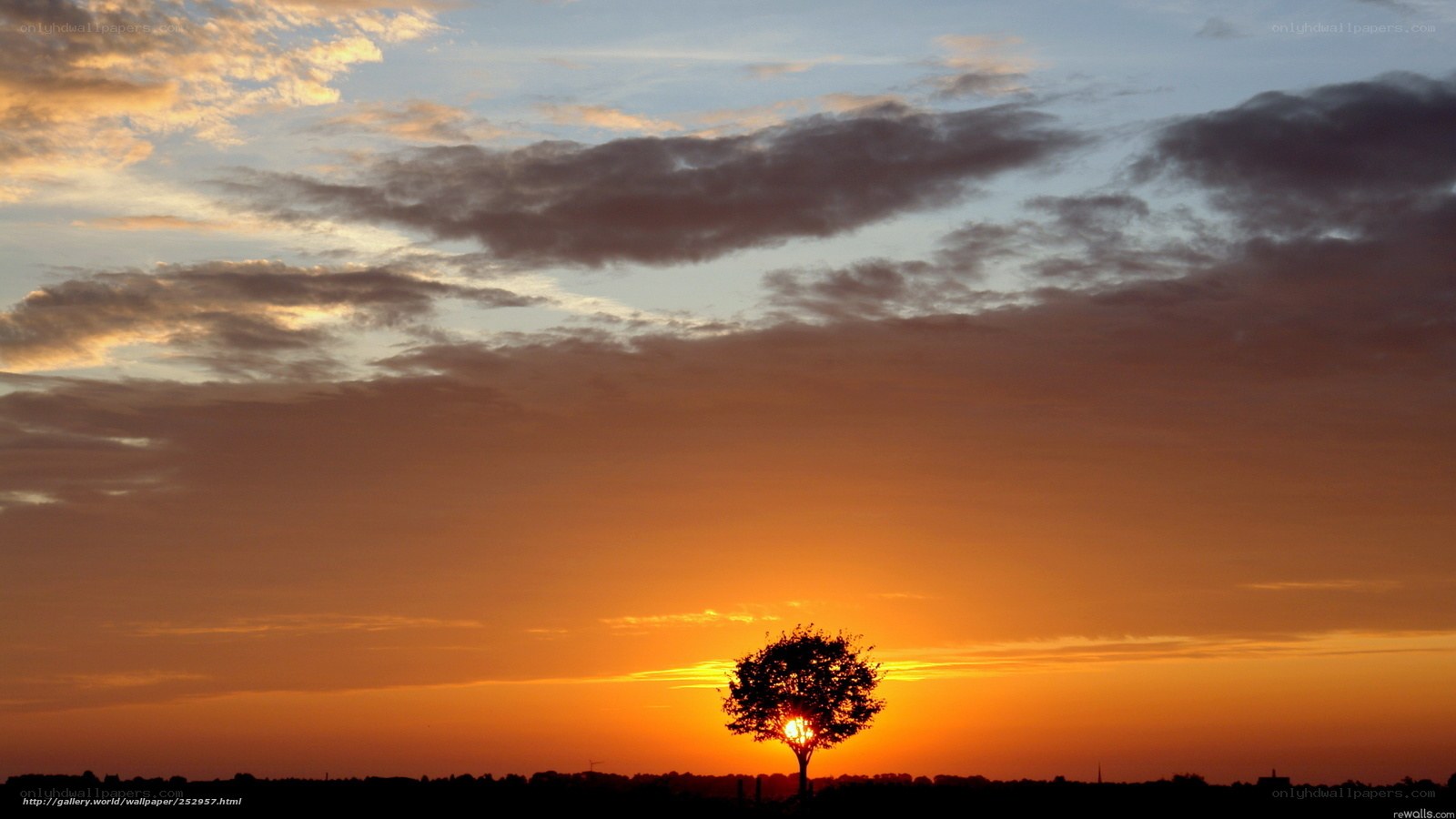 sunset with lone tree