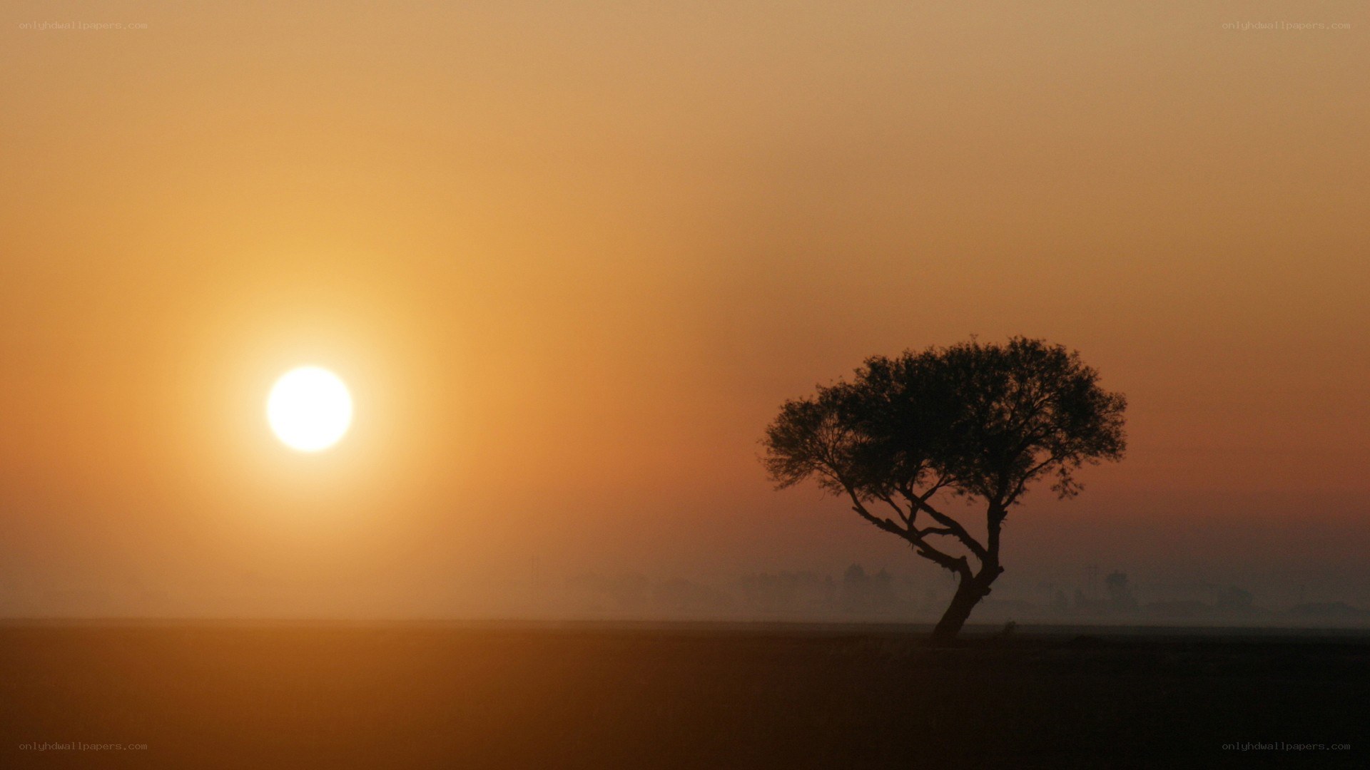 sunset with lone tree