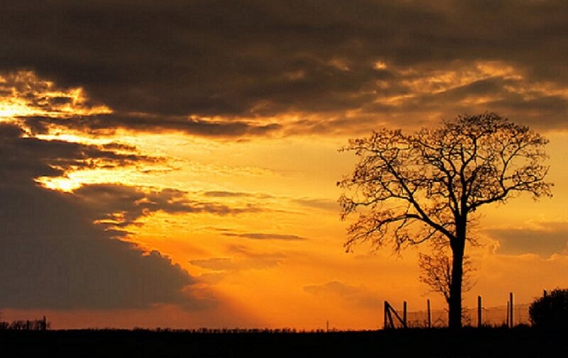 sunset with lone tree