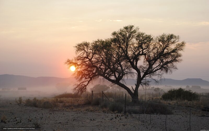 Sunset with lone tree